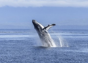 Avistamientos de Ballenas